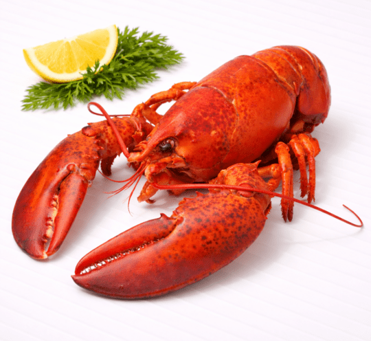 Gekookte Oosterschelde Kreeft